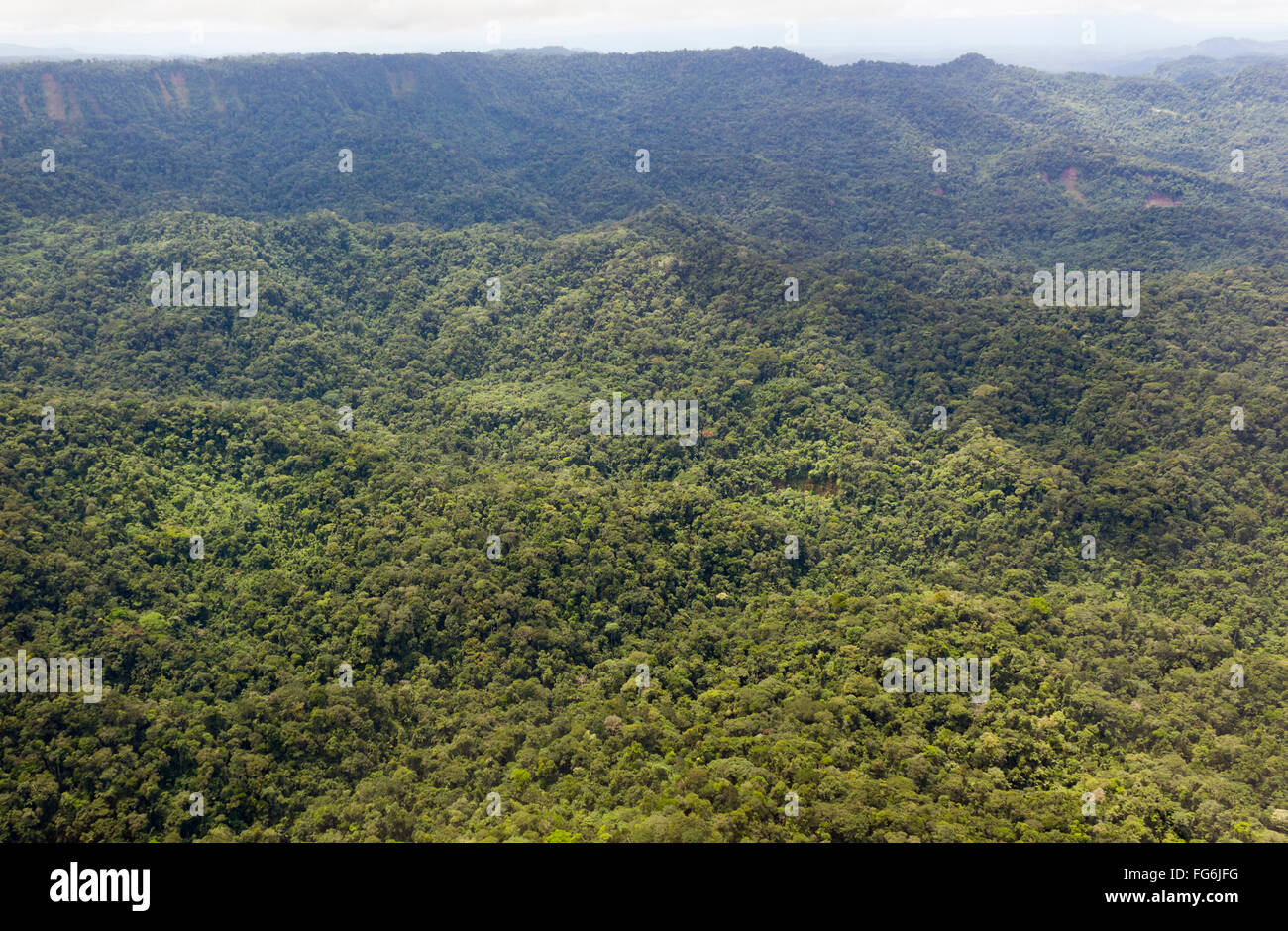 Aerial view of lowland Amazonian rainforest in Pastaza Province, Ecuador Stock Photo