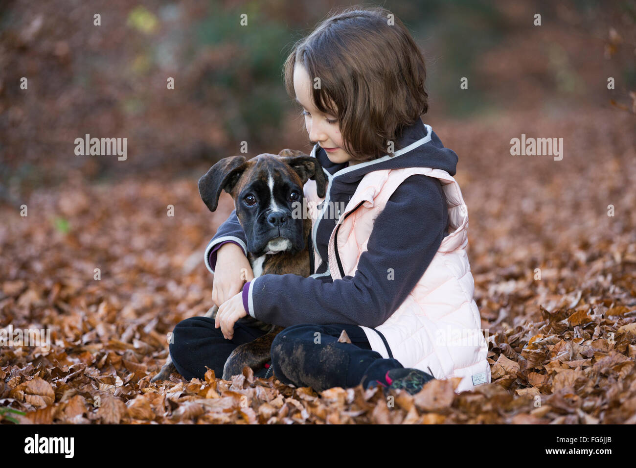 Boxer puppy sitting with little girl in autumn leaves Stock Photo