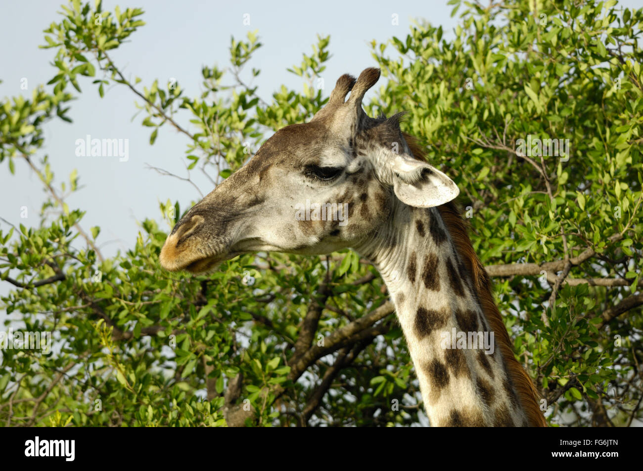 Giraffe in the Serengeti Stock Photo