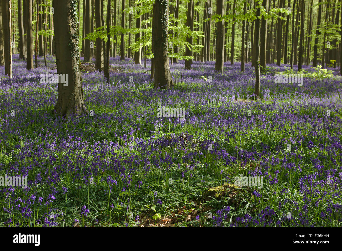 Spring forest with bluebells (Hyacinthoides non-scripta) in Hallerbos (Bois de Halle, forest of Halle), Belgium Stock Photo