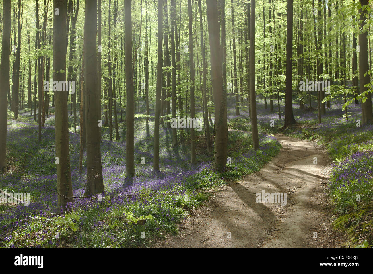 Spring forest with bluebells (Hyacinthoides non-scripta) in Hallerbos (Bois de Halle, forest of Halle), Belgium Stock Photo