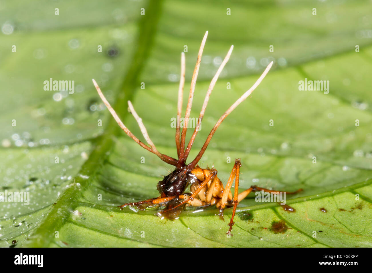 Fruiting bodies of a Cordyceps fungus growing out of an infected ant in the Ecuadorian Amazon. Stock Photo