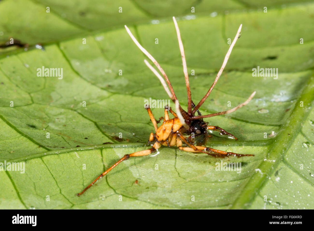 Fruiting bodies of a Cordyceps fungus growing out of an infected ant in Pastaza province, the Ecuadorian Amazon. Stock Photo