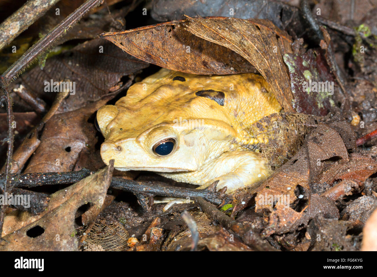 Crested Forest Toad (Rhinella dapsilis) in the  leaf litter in the rainforest, Pastaza province, Ecuador Stock Photo