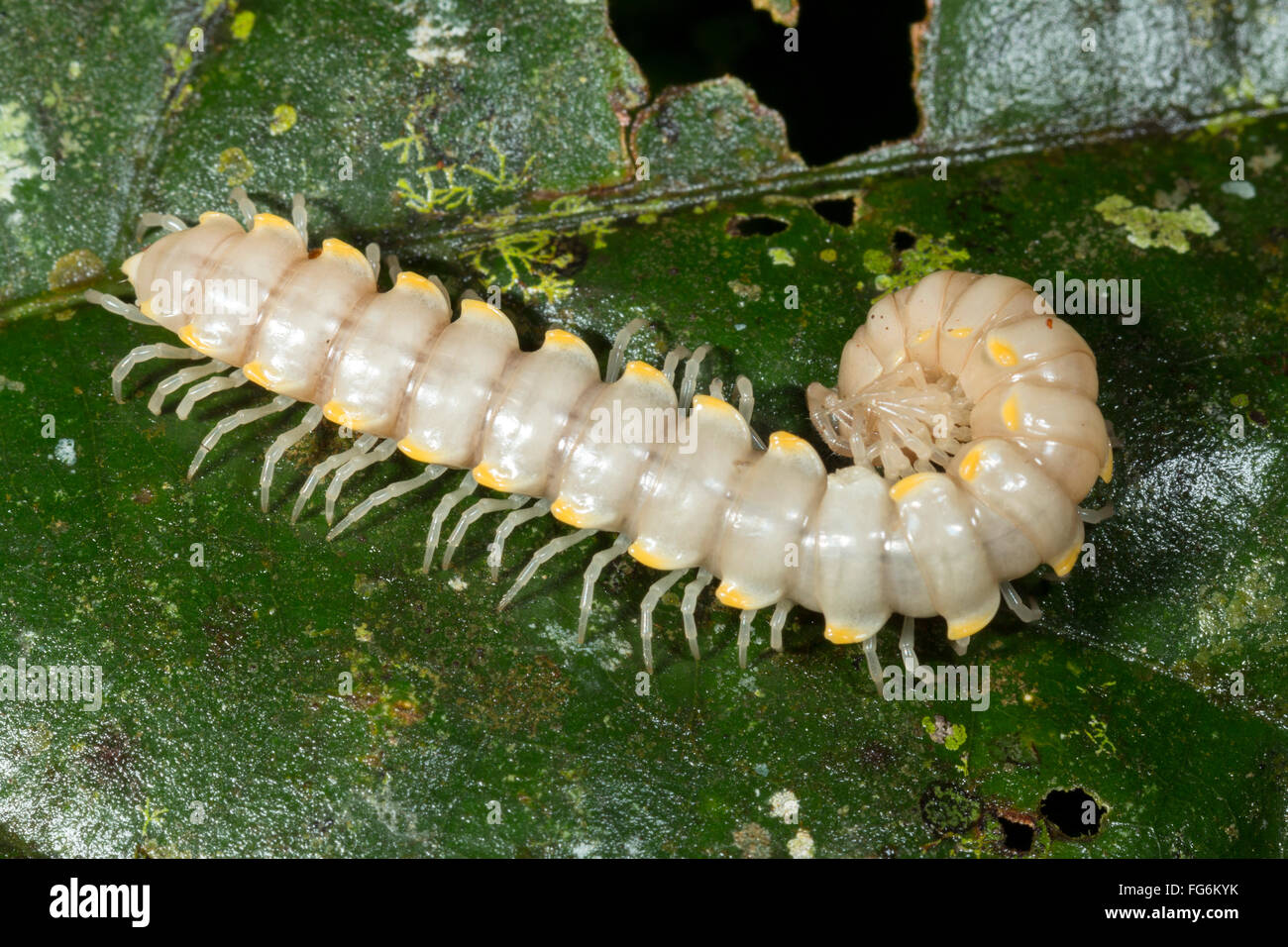 An unusually pale coloured Flat-backed millipede (Polydesmidae) in the rainforest understory, Pastaza province, Ecuador Stock Photo