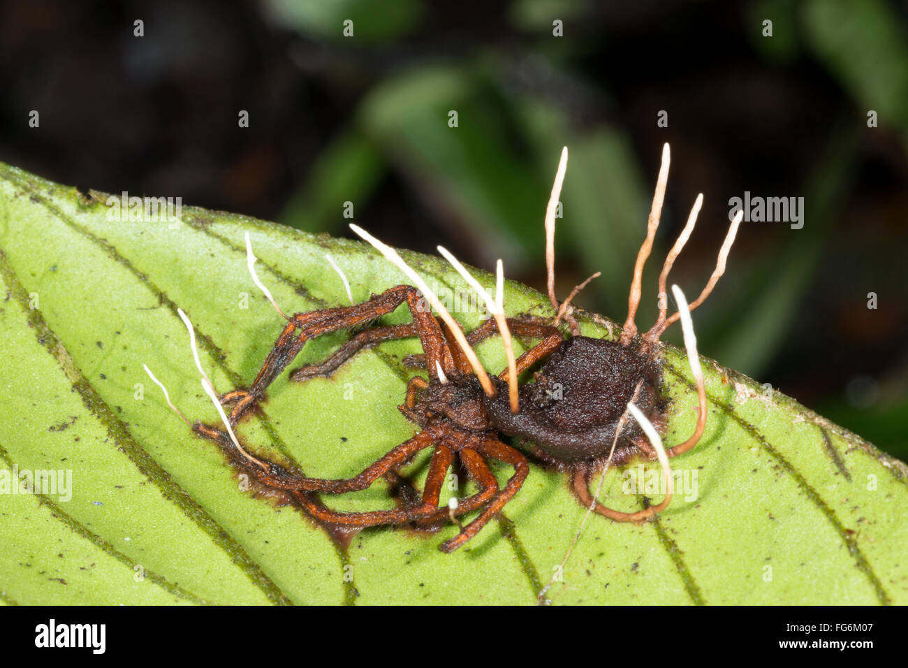 Fruiting bodies of a Cordyceps fungus growing out of an infested spider in the Ecuadorian Amazon Stock Photo