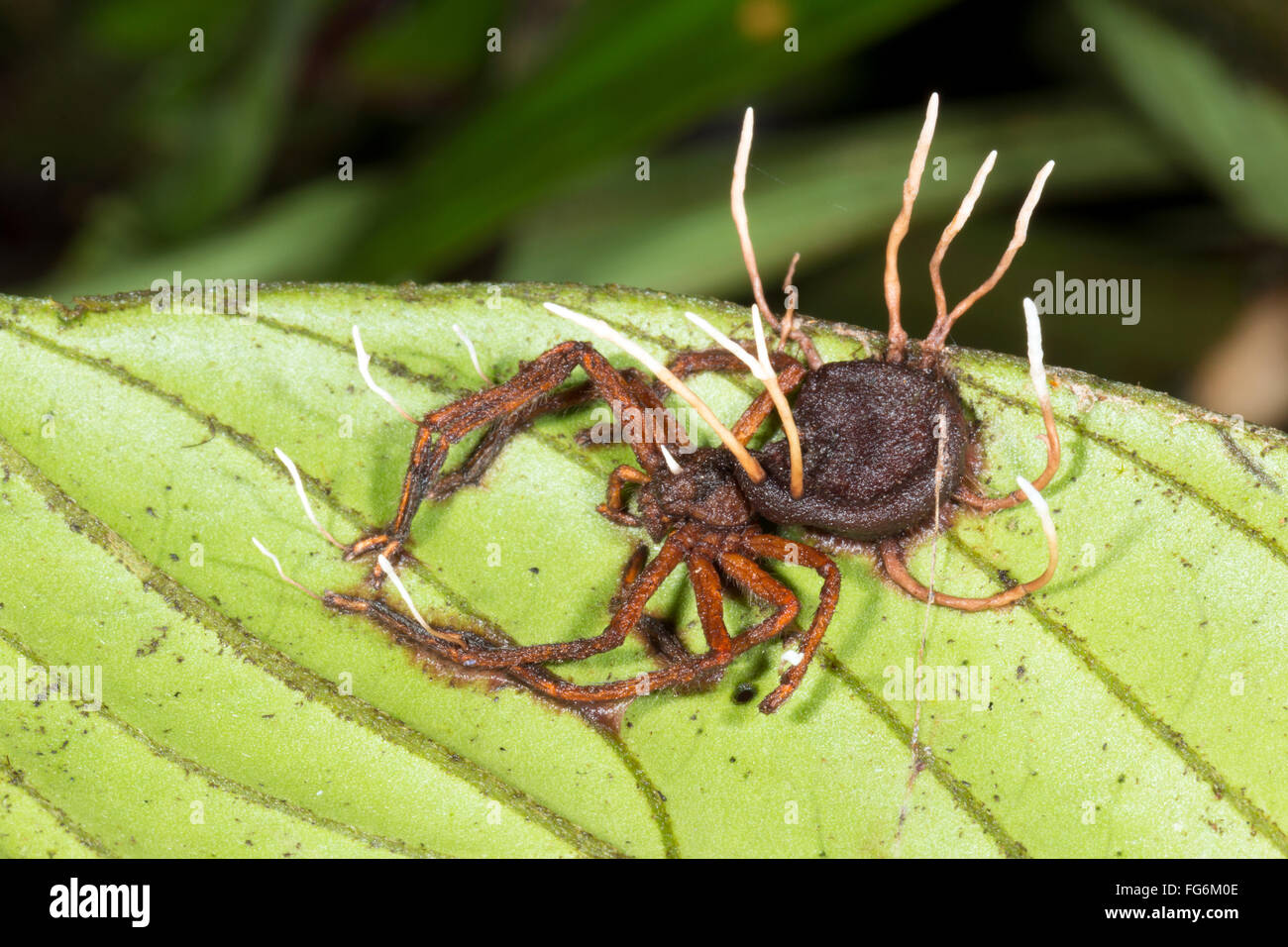 Fruiting bodies of a Cordyceps fungus growing out of an infested spider in the Ecuadorian Amazon Stock Photo