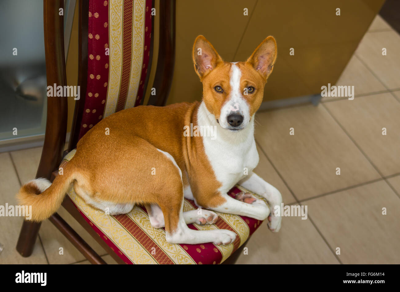 Cute basenji dog having rest on a chair Stock Photo - Alamy