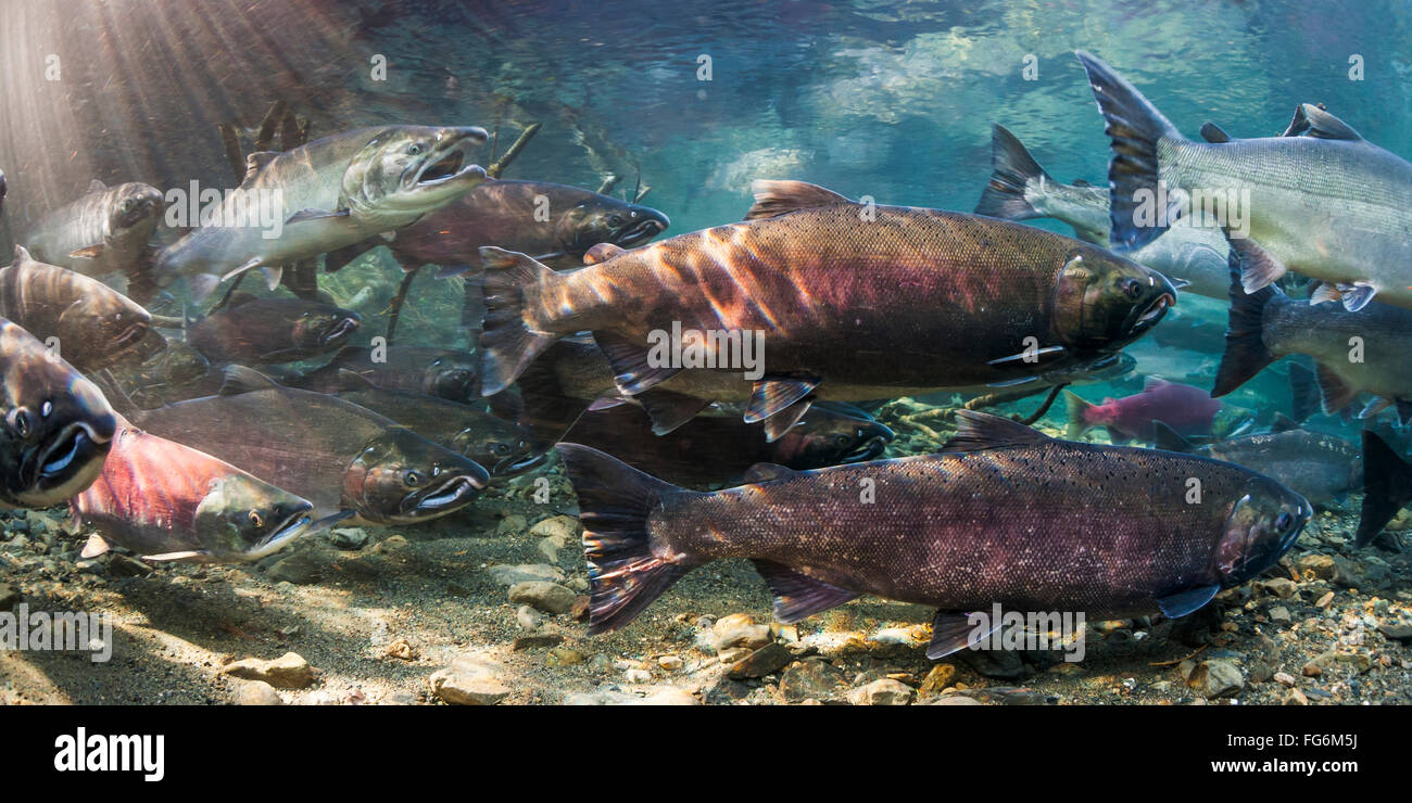 Keta Salmon Stock Photos & Keta Salmon Stock Images Alamy
