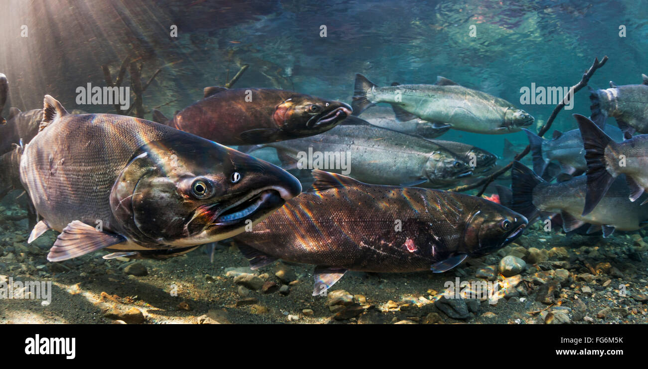 Ocean bright Coho Salmon (Oncorhynchus kisutch) on their spawning migration in an underwater view in an Alaskan stream during autumn. Stock Photo