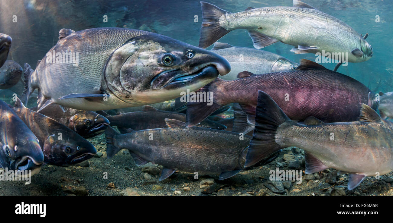 Ocean bright Coho Salmon (Oncorhynchus kisutch) on their spawning migration in an underwater view in an Alaskan stream during autumn. Stock Photo