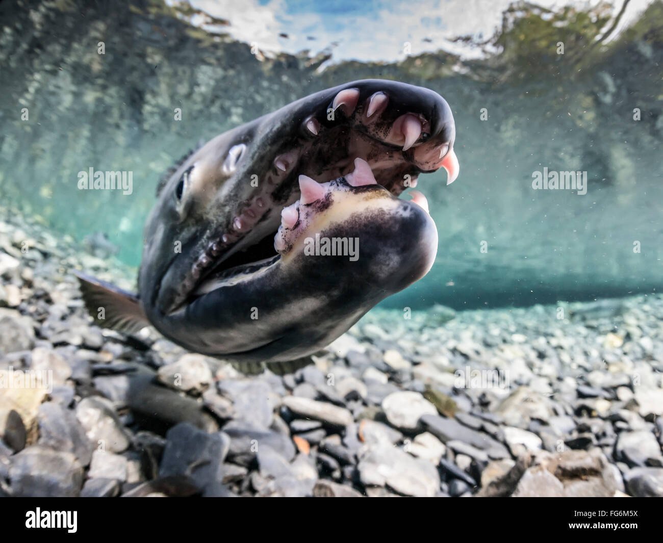 Close up of a male Chum Salmon (Oncorhynchus keta) with long teeth in an underwater view in an Alaskan stream during summer Stock Photo