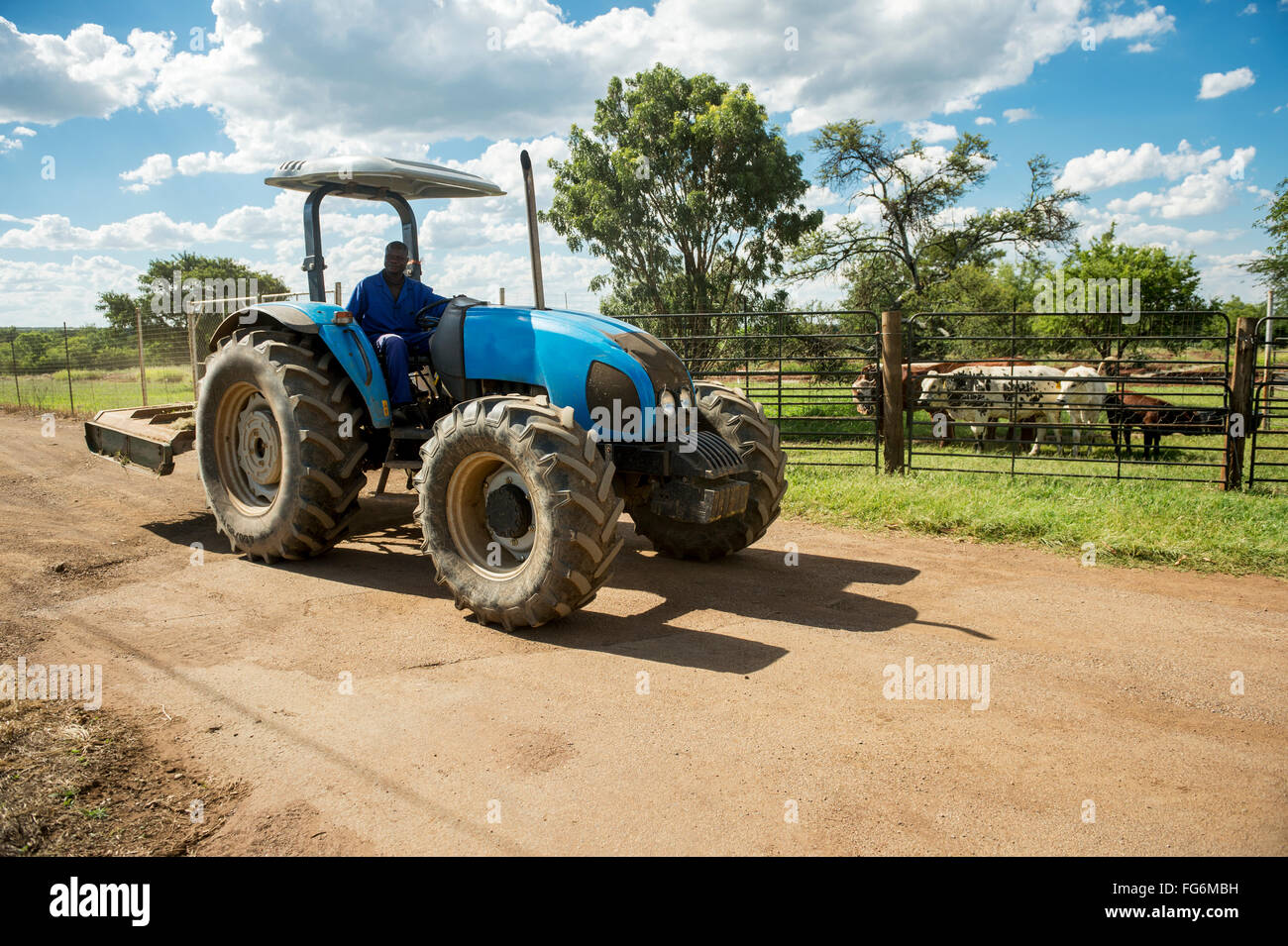Blue tractor driving past Bonsmara and Nguni cows on farm; Roodeplaat, Gautang, South Africa Stock Photo