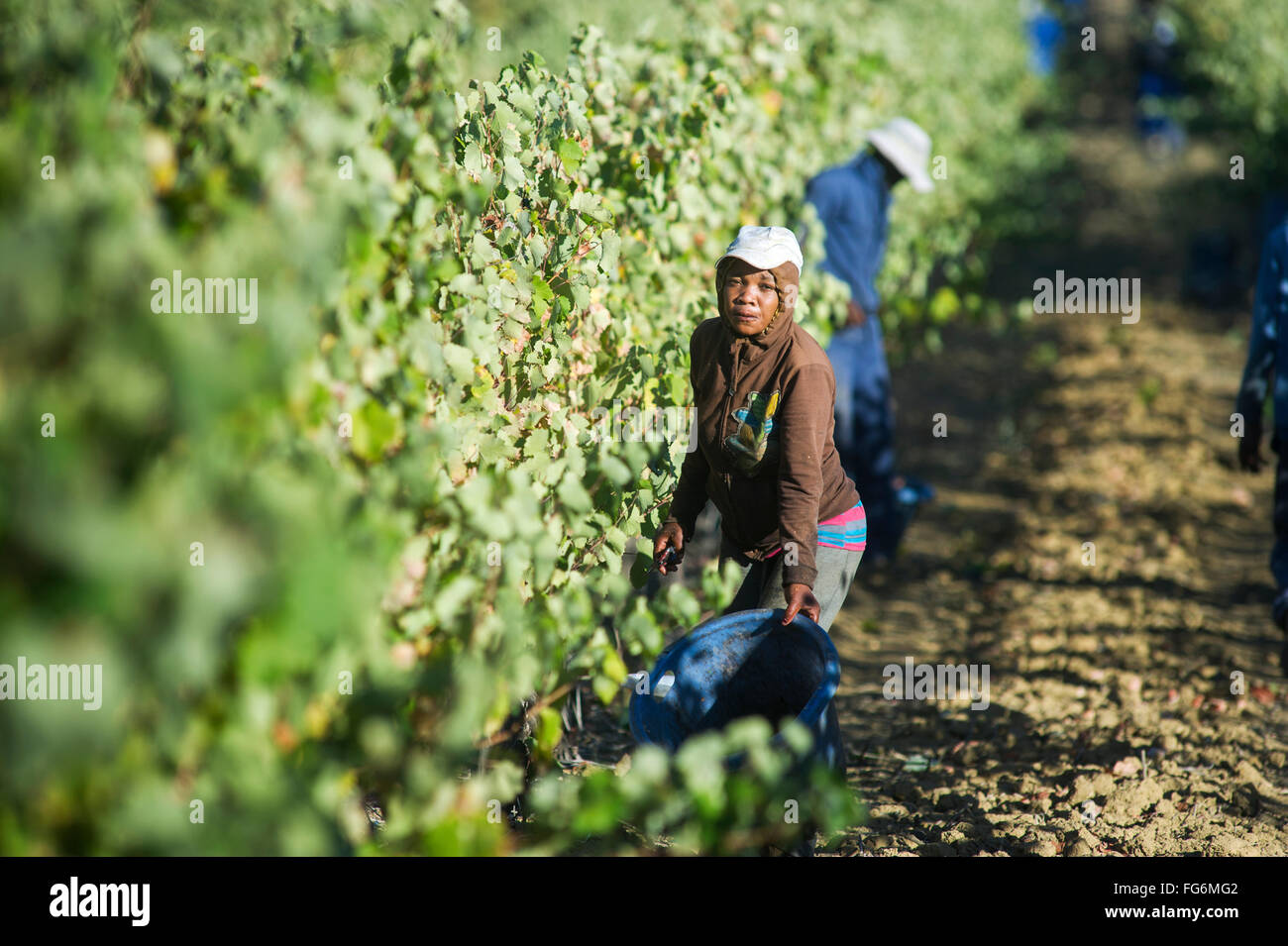 Wine grape harvest; Stellenbosch, South Africa Stock Photo Alamy