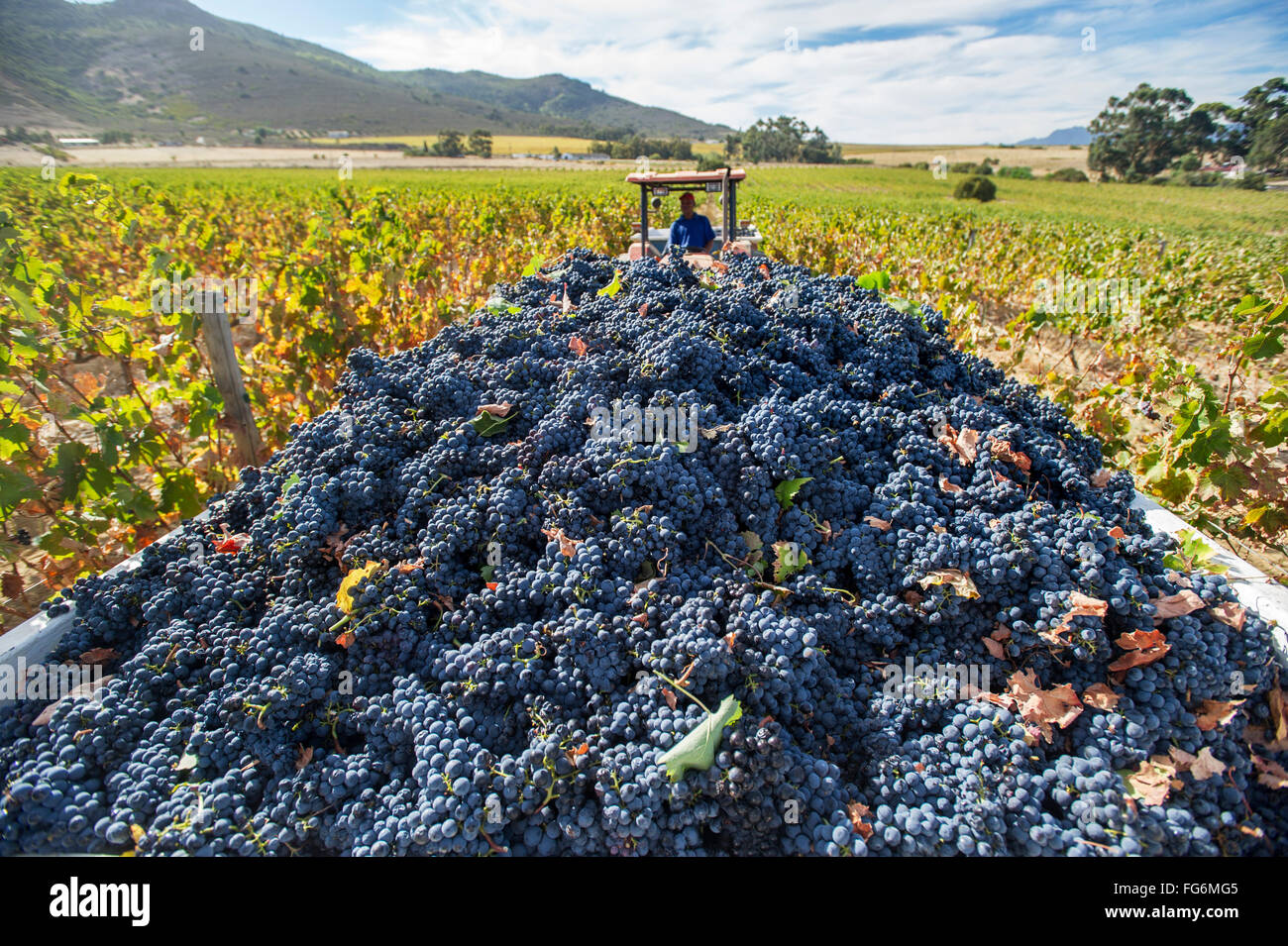 Wine grape harvest; Stellenbosch, South Africa Stock Photo Alamy