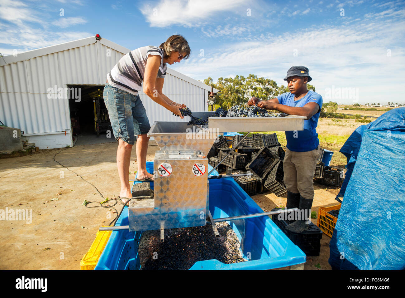 Wine makers mashing wine grapes; Paarl, Western Cape, South Africa Stock Photo