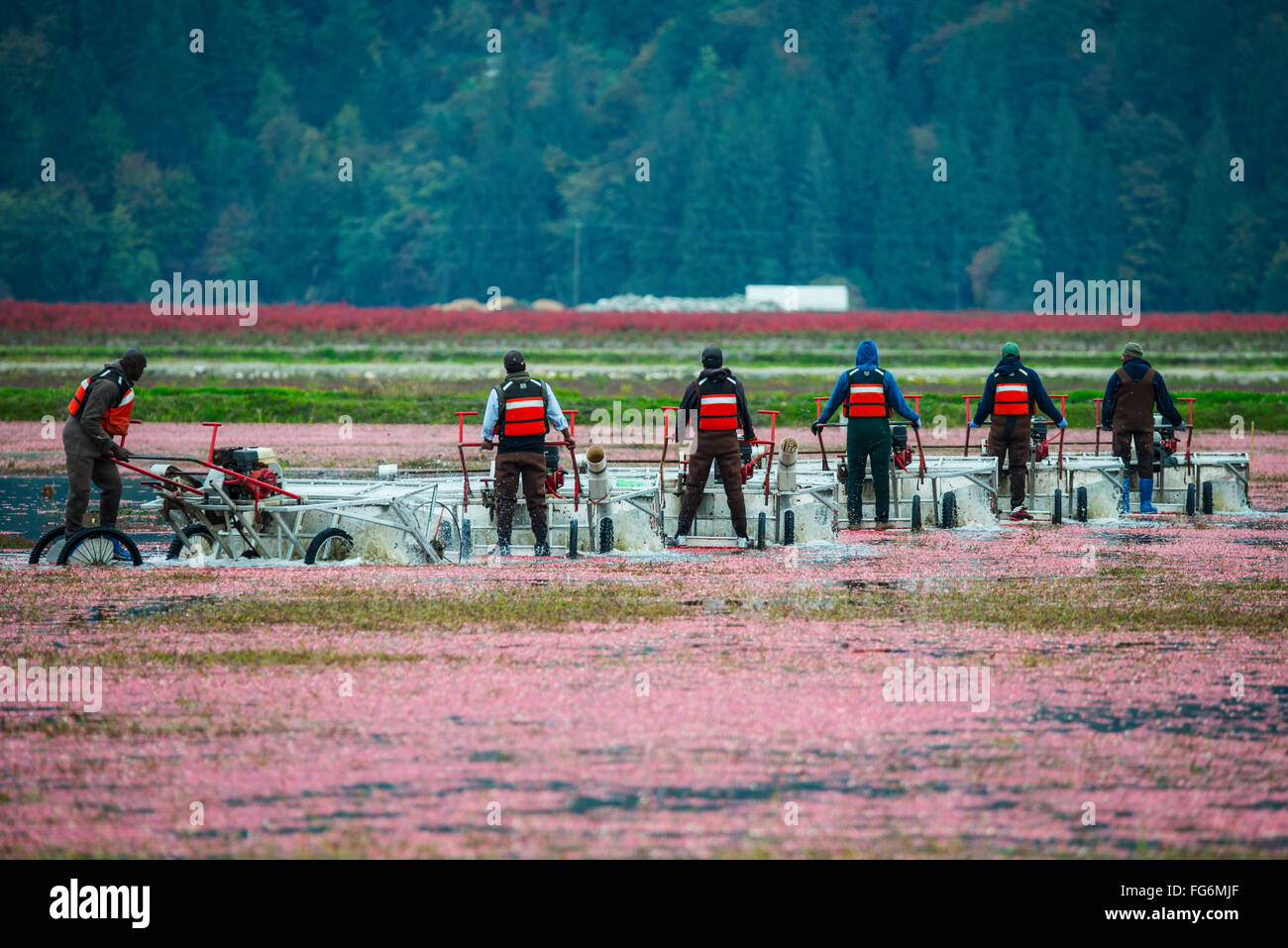Cranberry field british columbia hires stock photography and images