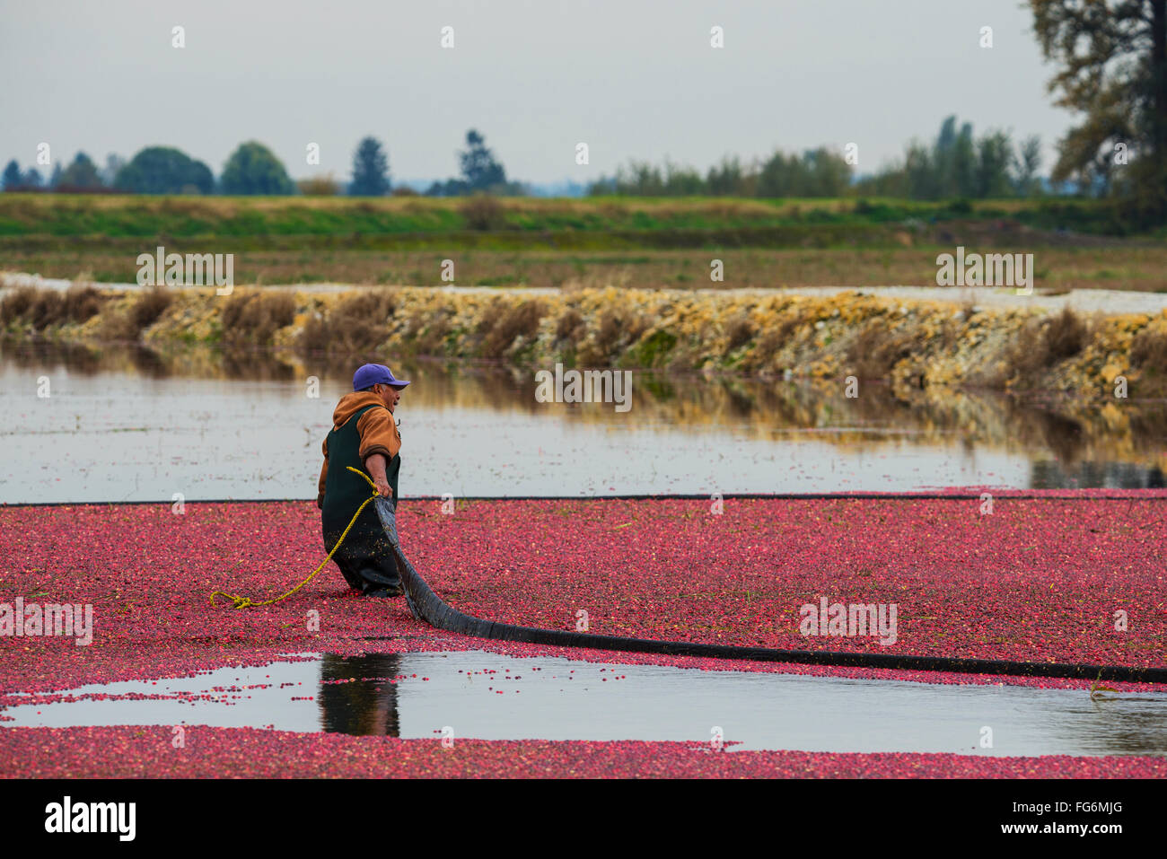 Cranberry Field British Columbia Stock Photos & Cranberry Field British