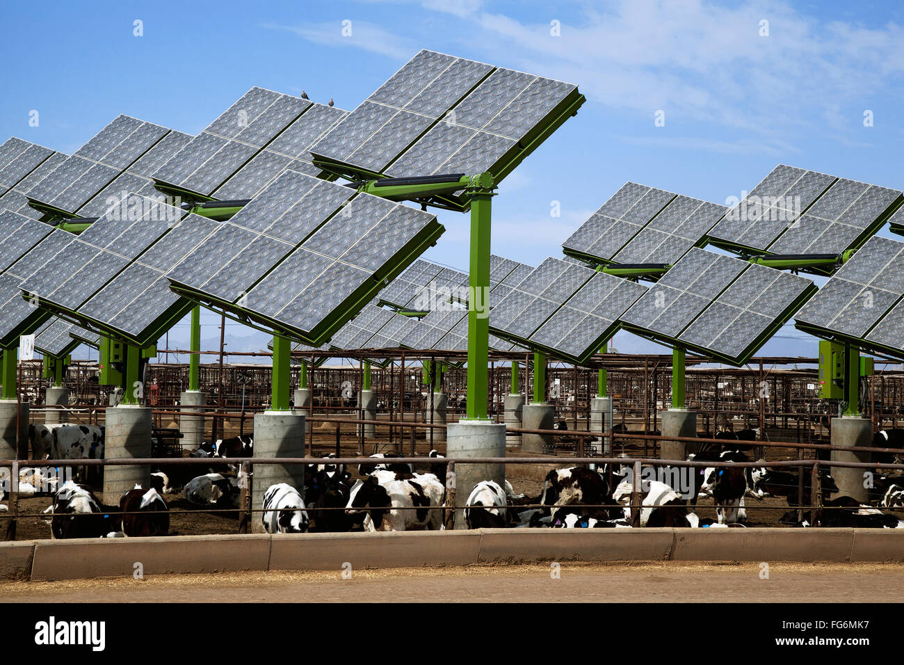 Dairy cows feeding and resting under solar panel shade covers in the Imperial Valley; Brawley