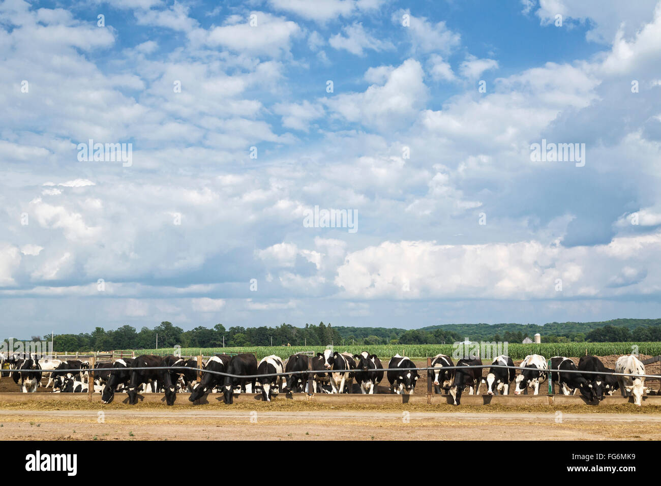 Holstein heifers feeding on corn silage; Grantsburg, Wisconsin, United States of America Stock Photo