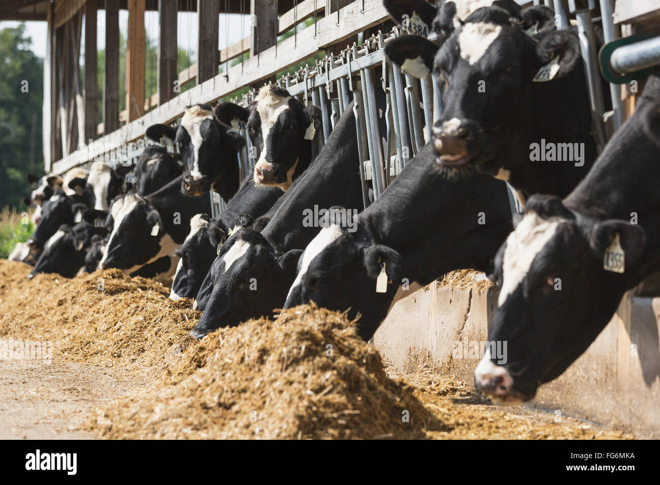 Holsteins feeding on a dairy farm; Grantsburg, Wisconsin, United States