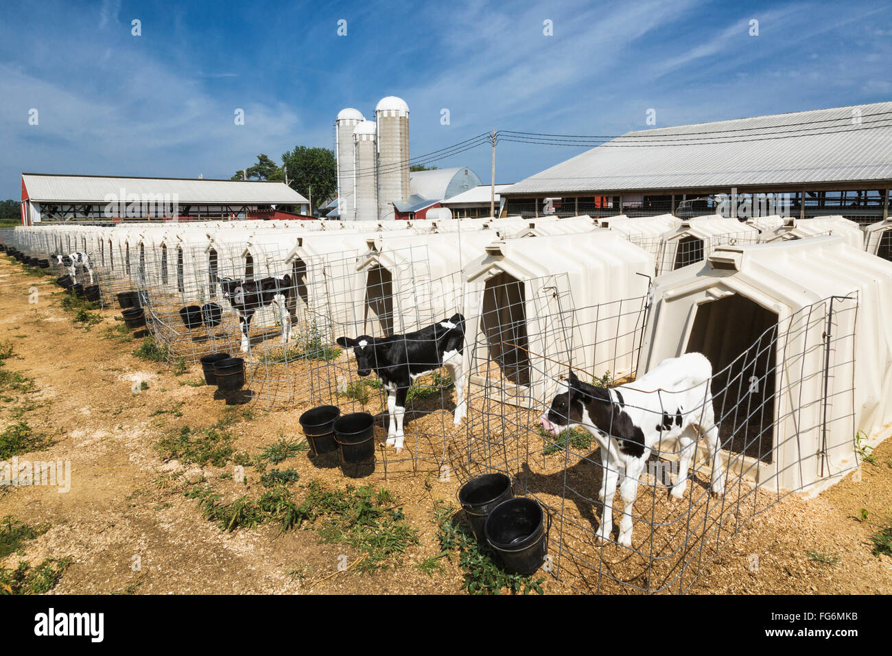 Holstein calf hires stock photography and images Alamy