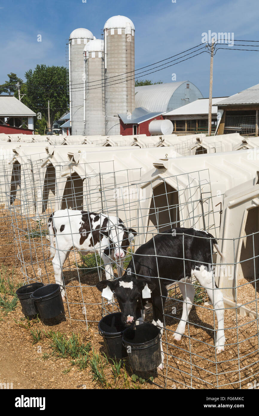 Holstein calves and pens on dairy farm; Grantsburg, Wisconsin, United
