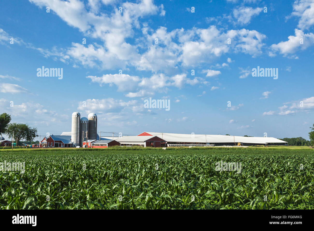 Corn field and dairy farm; Grantsburg, Wisconsin, United States of