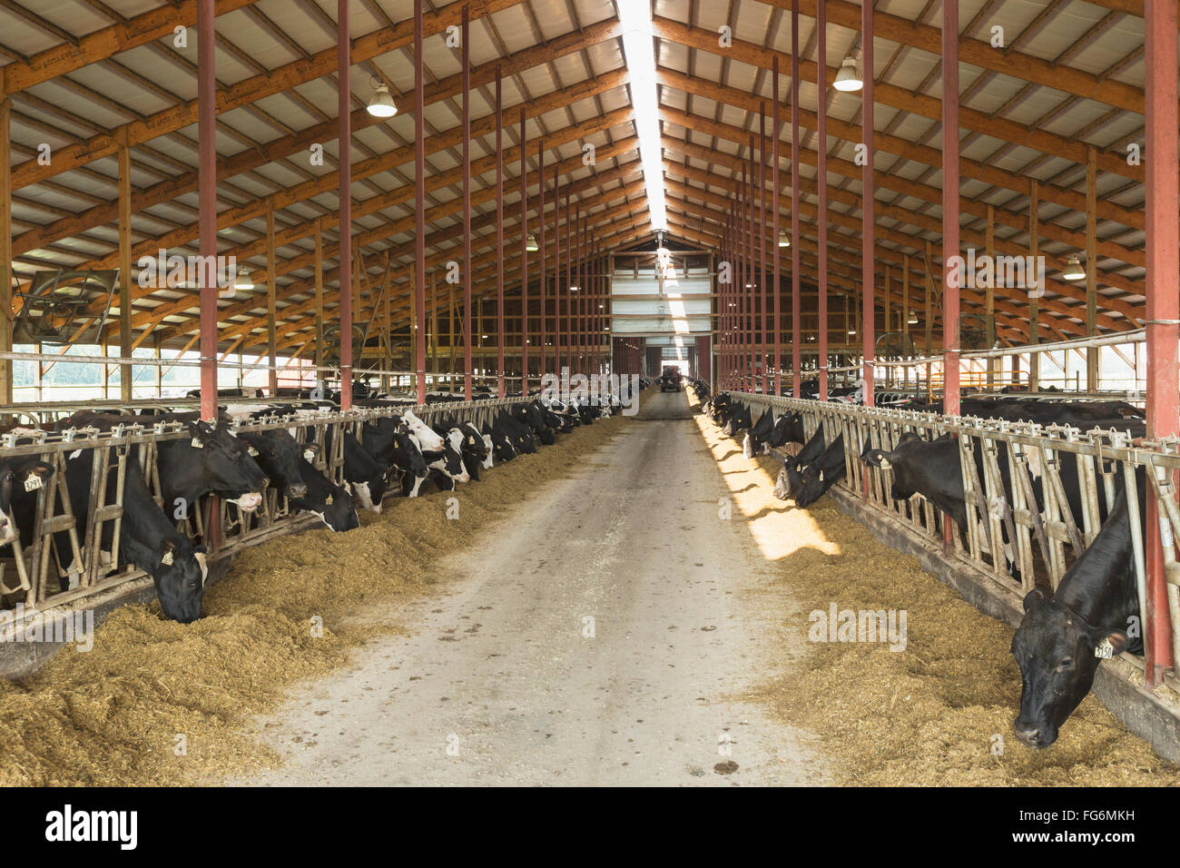 Holsteins feeding in dairy barn; Grantsburg, Wisconsin, United States