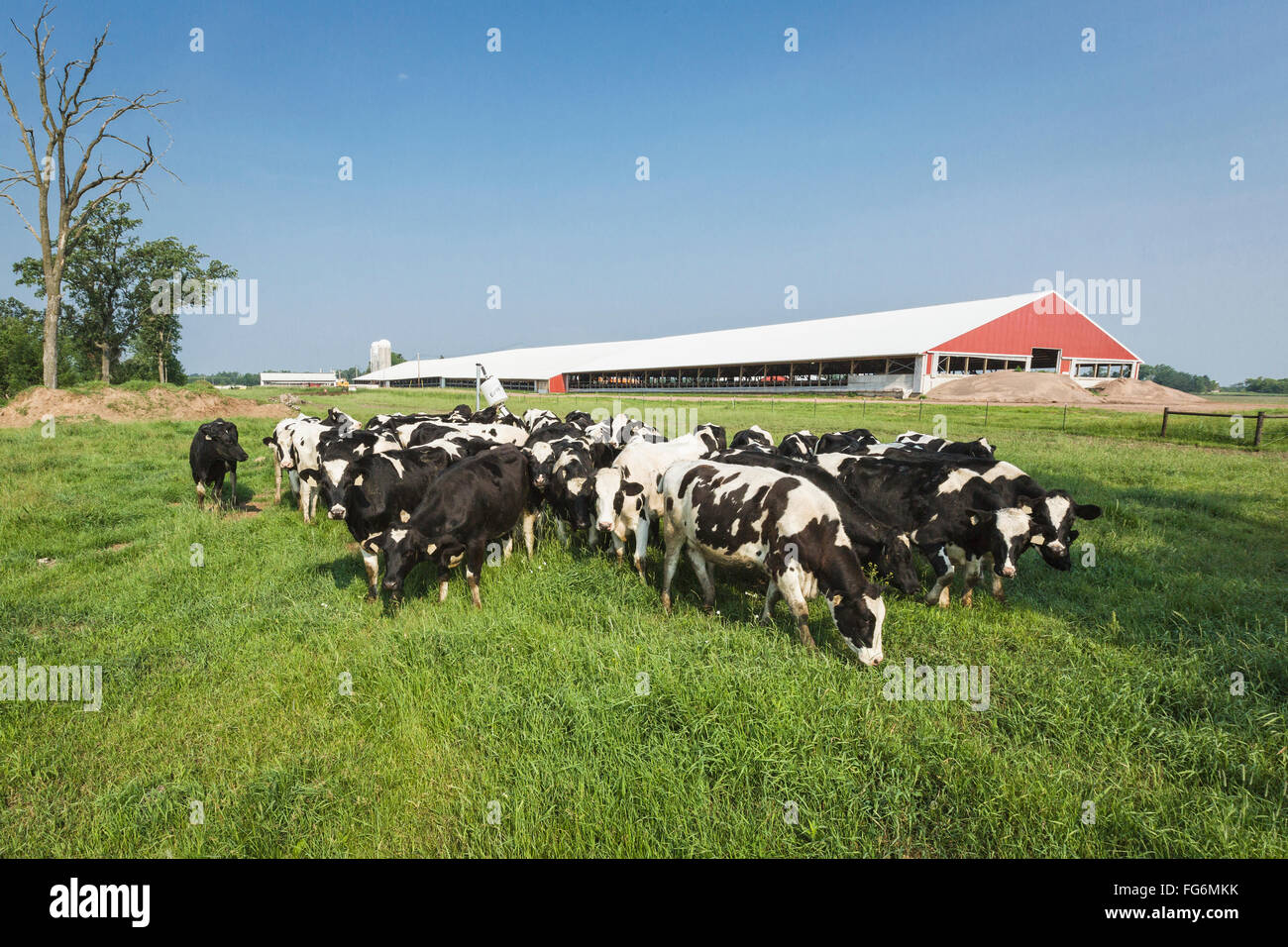 Group of holsteins hires stock photography and images Alamy