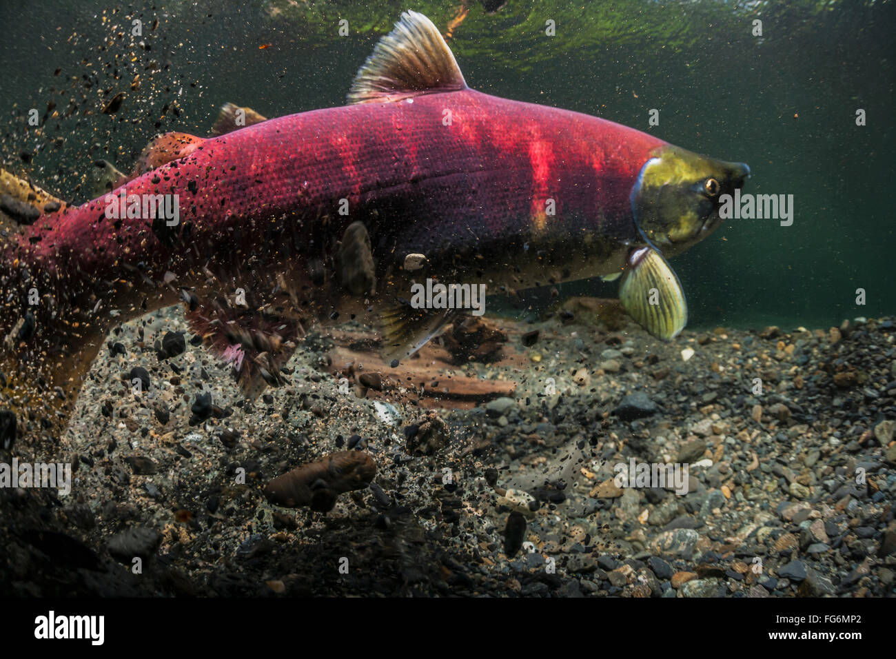 Female Sockeye Salmon (Oncorhynchus nerka) raising a cloud of sediment while digging her redd in an Alaskan stream during the summer. Stock Photo