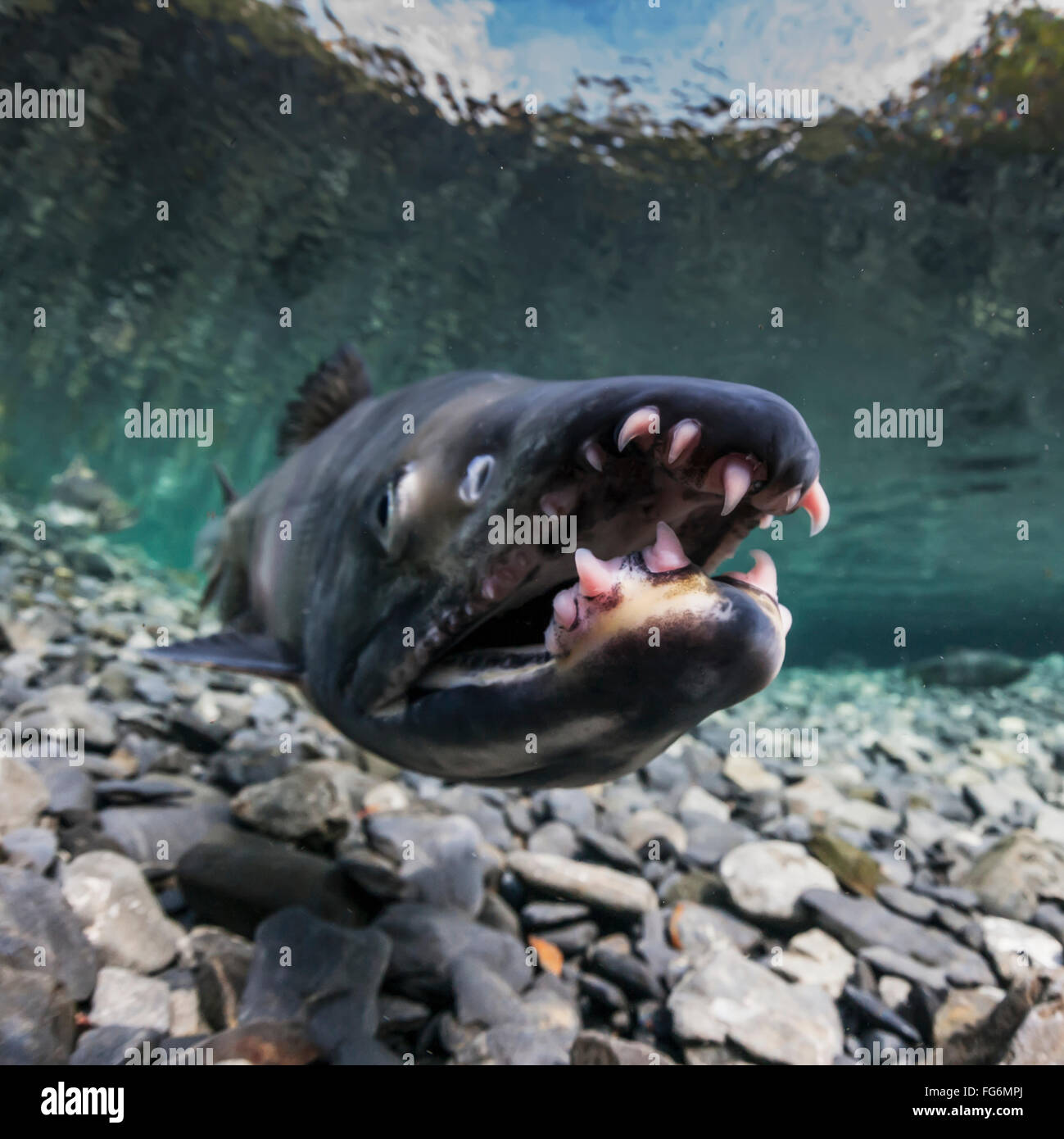 Chum Salmon Teeth