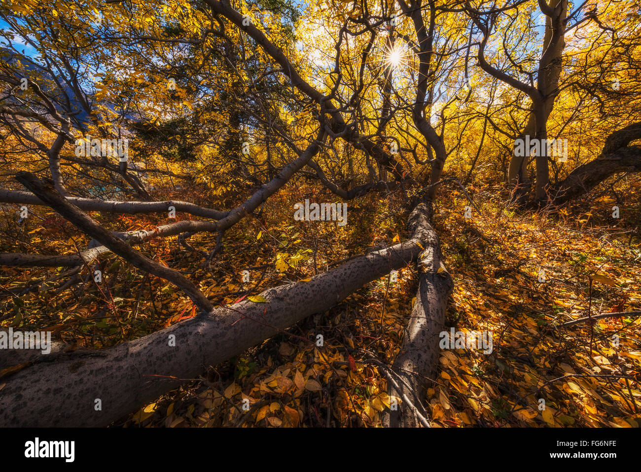 A Sunburst Shines Through The Gnarled Trees Along The Shores Of Tagish a-sunburst-shines-through-the-gnarled-trees-along-the-shores-of-tagish