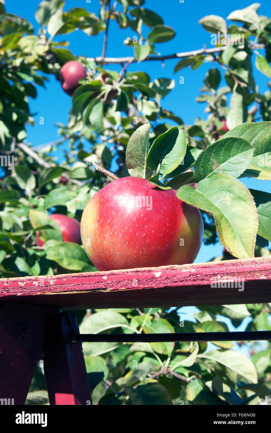 Macintosh apple; Quebec, Canada Stock Photo Alamy