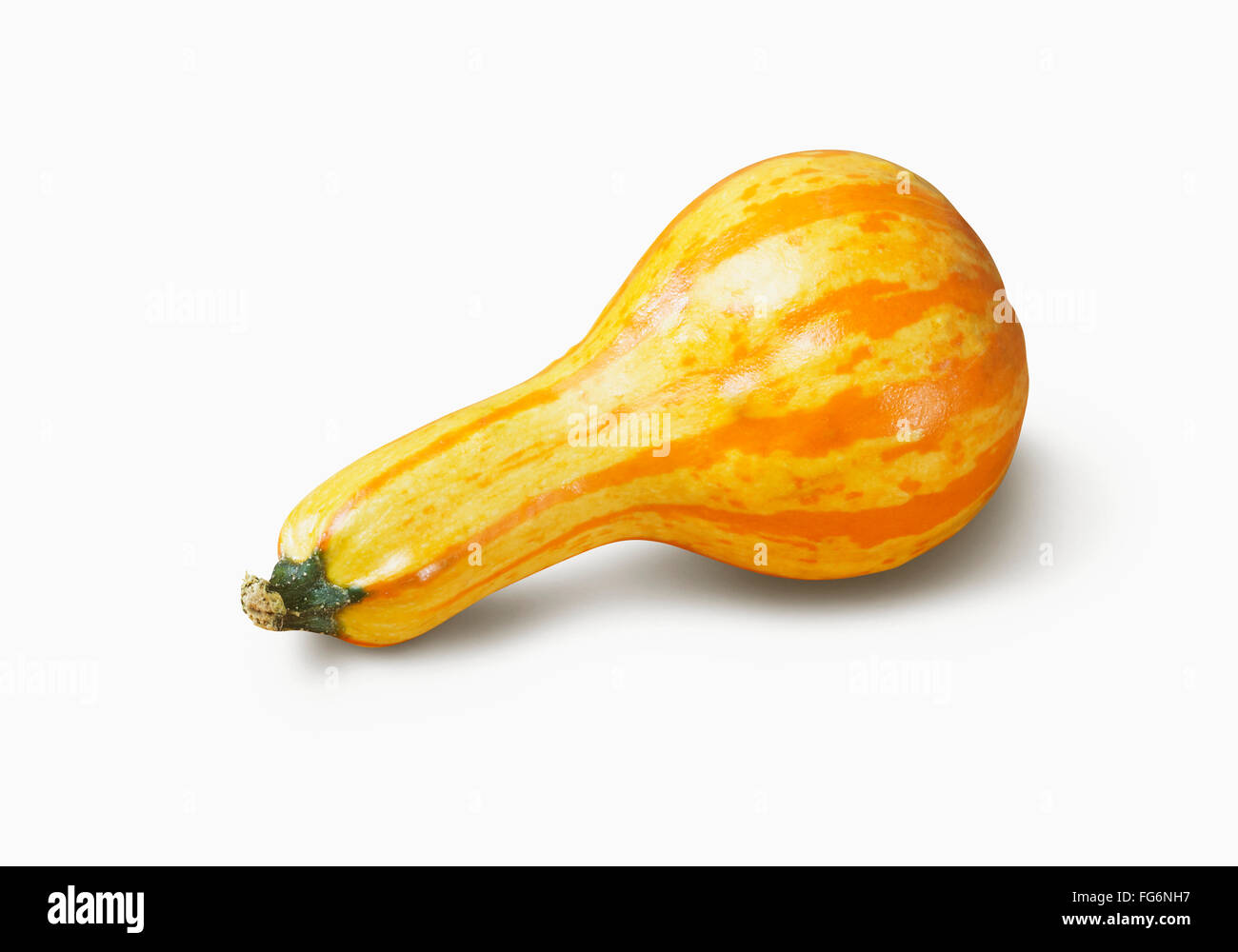 Yellow and orange squash on a white background; Toronto, Ontario, Canada Stock Photo Alamy