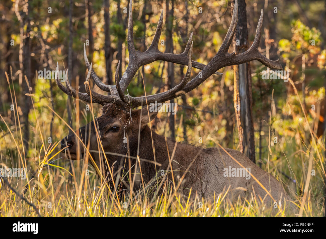 Elk art animal image hi-res stock photography and images - Page 2 - Alamy Elk art animal image hi-res stock photography and images - Page 2 - Alamy
