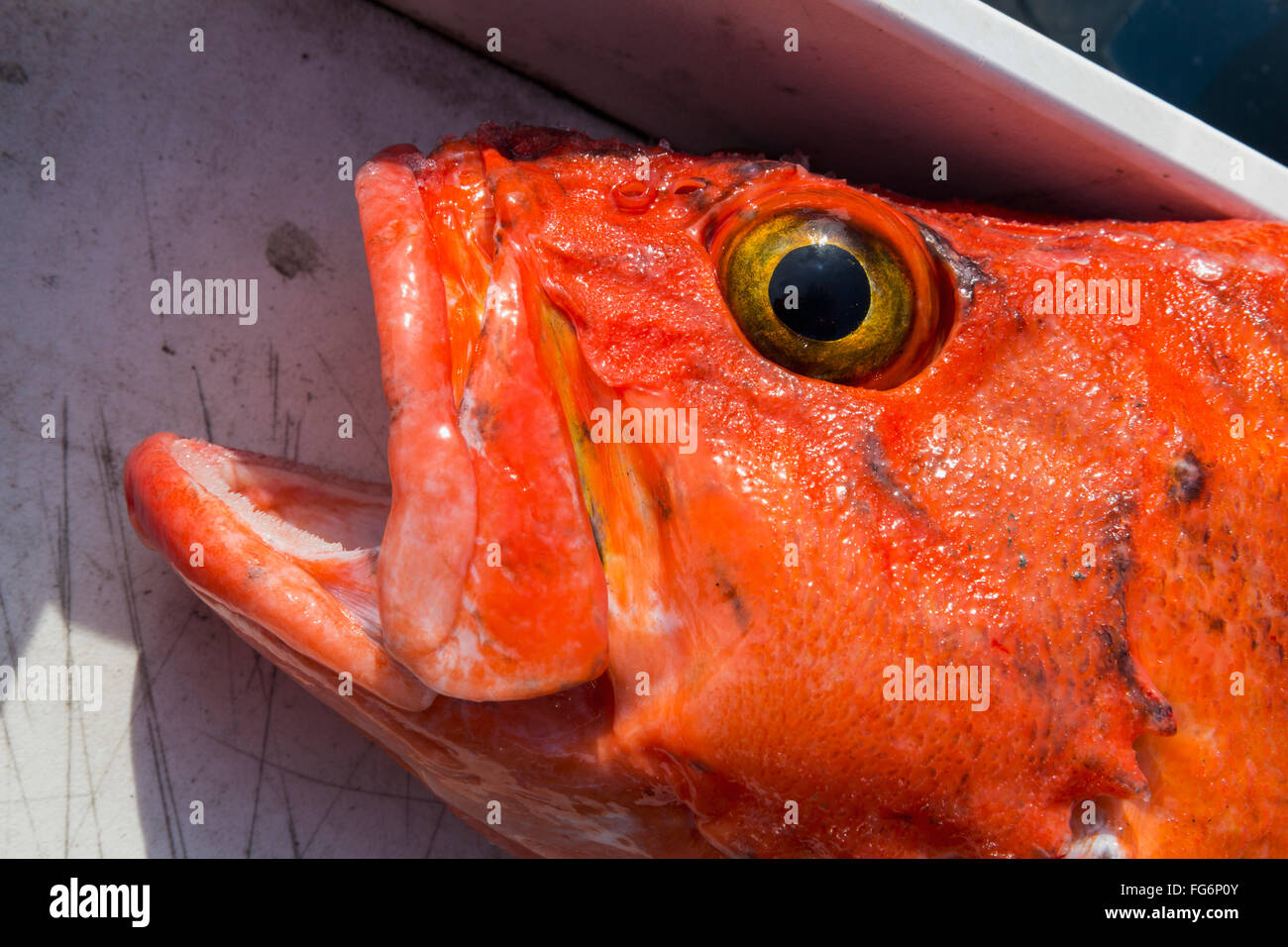 A orange Rockfish ((Sebastidae) on a boat after being fished out of Prince William Sound; Whittier, Alaska, USA Stock Photo