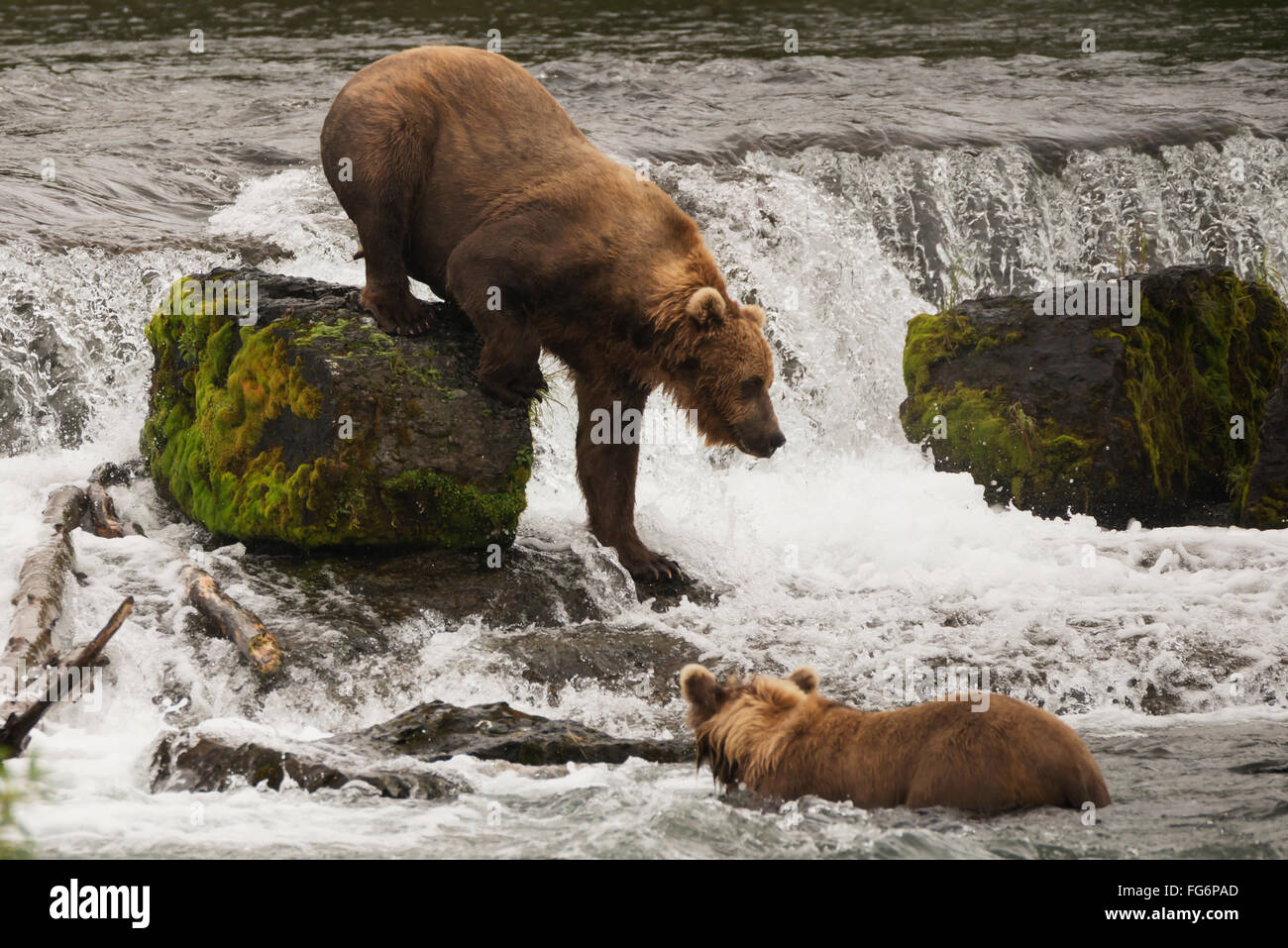 A brown bear (ursus arctos) climbing down a moss covered rock in Brooks River while fishing for salmon, with another bear watching from below Stock Photo