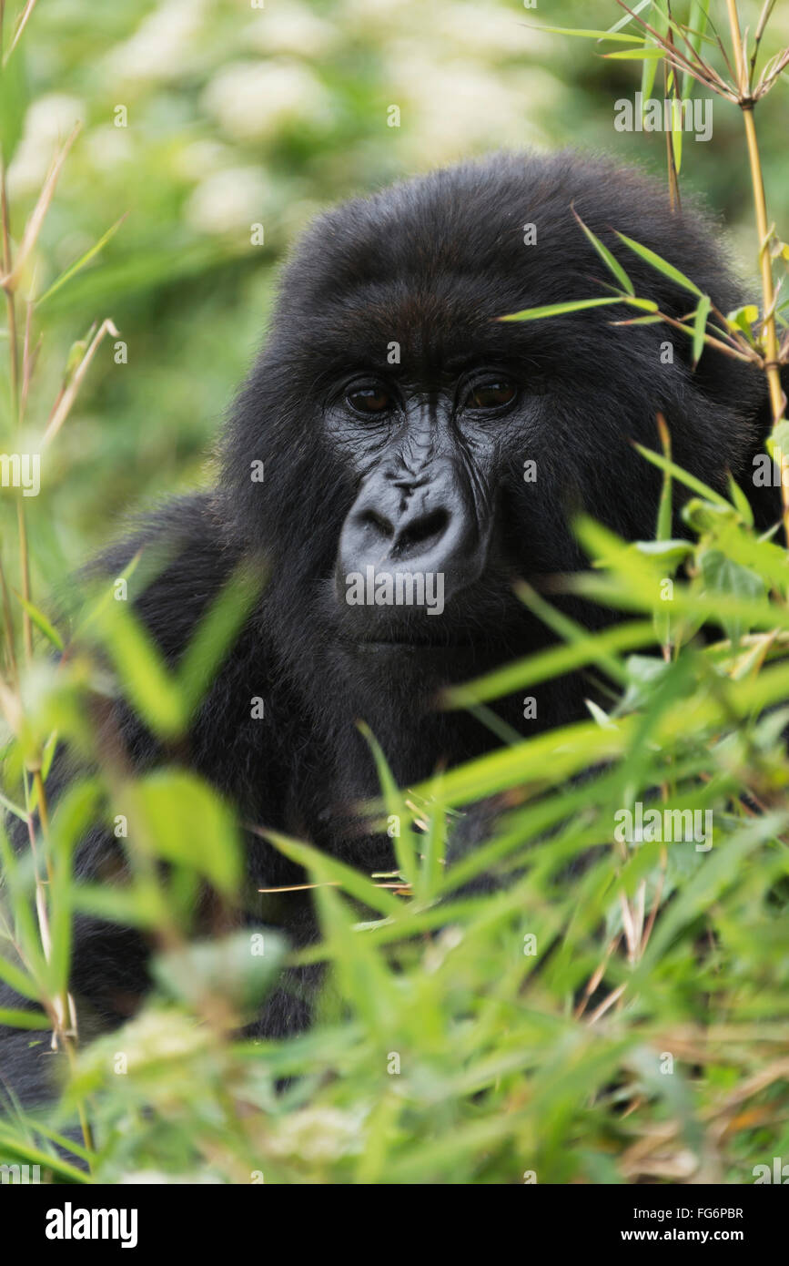 An Eastern Gorilla (Gorilla Beringei) Looks Straight At The Camera Between The Leaves And Branches Of Various Bushes, Surrounded By The Dense Green... Stock Photo