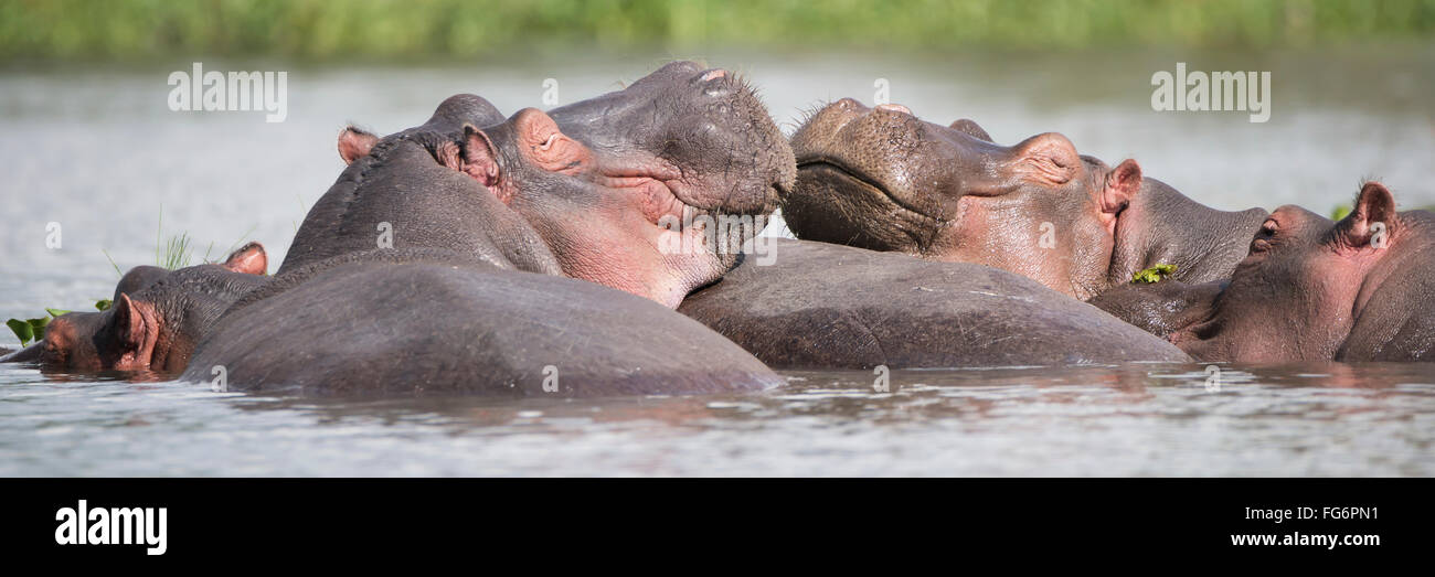 Two Hippos (Hippopotamus Amphibius) In A Group In A Lake, Resting Their Heads On The Back Of Another Hippopotamus, Green Vegetation On The Shore In... Stock Photo