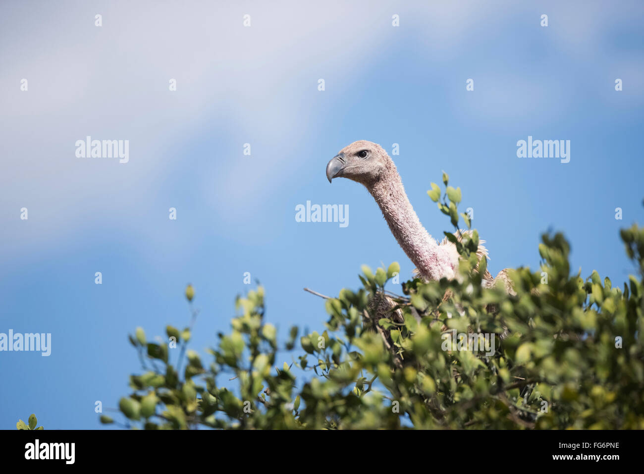 An African white-backed vulture (Gyps africanus) peeks out over the branches of a tree against a blue sky with a few light clouds; Narok, Kenya Stock Photo