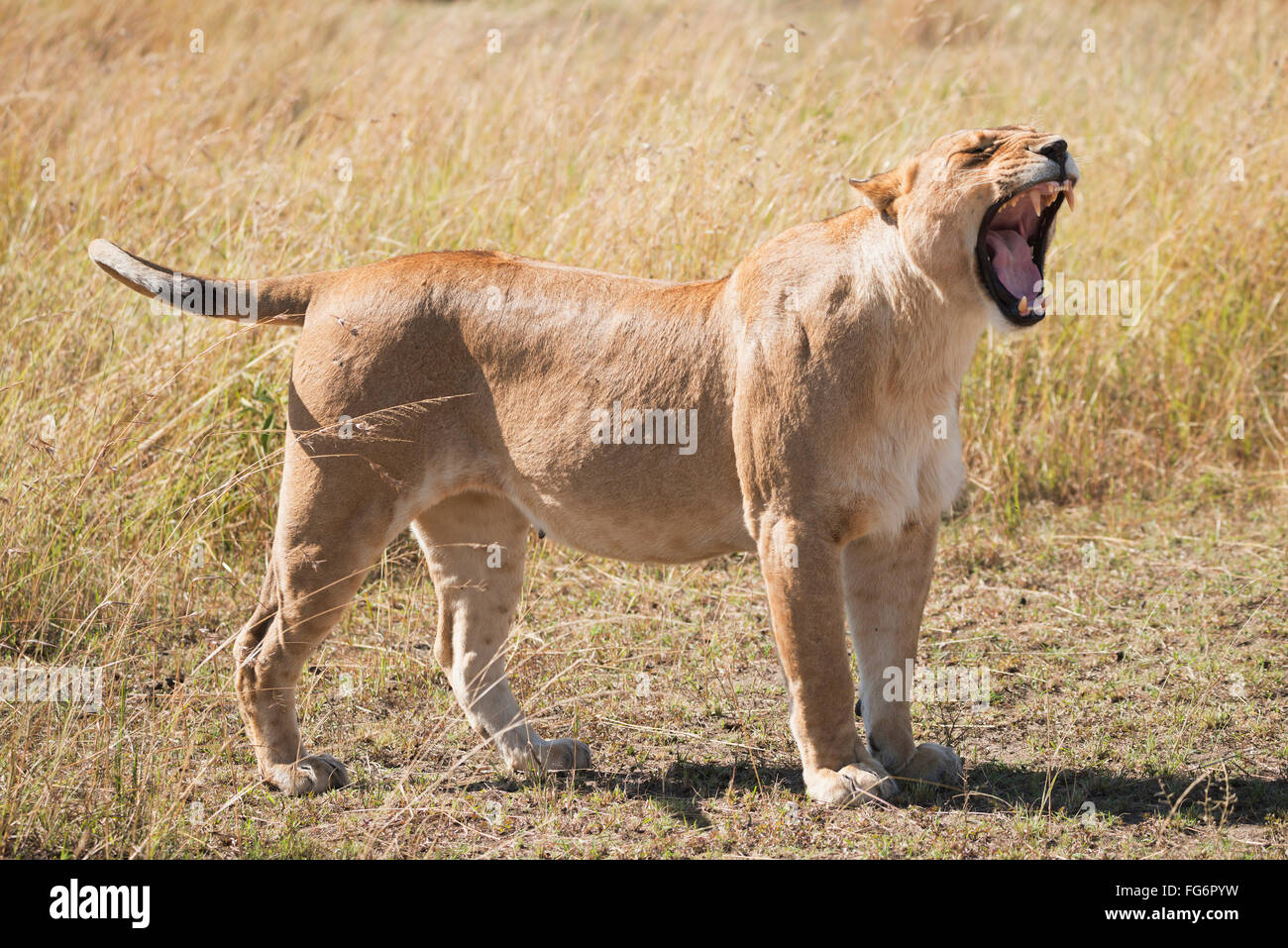 A lioness (Panthera leo) stands on the grass of the African savannah yawning with her eyes closed and mouth wide open, showing all her teeth Stock Photo