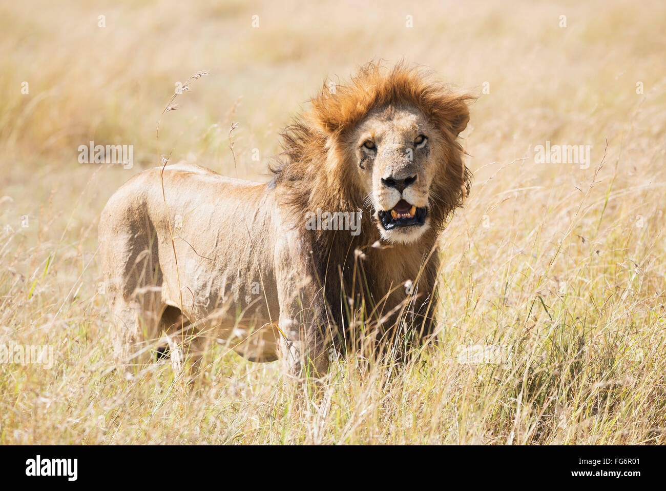 A male lion (Panthera leo) standing in the grass on the African savannah with his mouth slightly open as he starts to yawn; Narok, Kenya Stock Photo