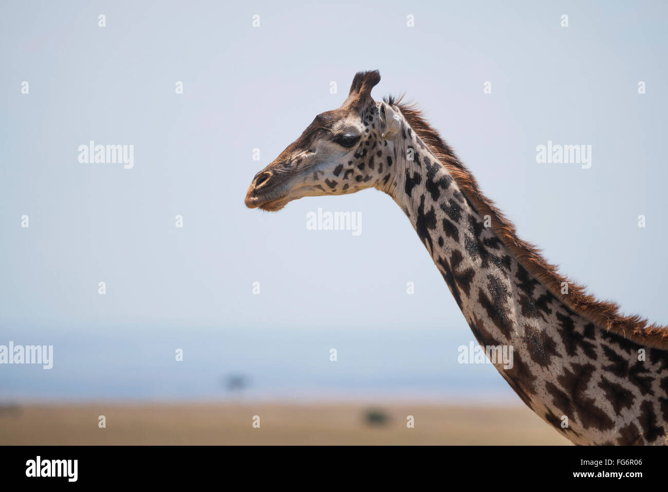 A Giraffe (Giraffa Camelopardalis) Stretches Out Its Head And Neck On The African Savannah In The Sunshine With A Couple Of Small Acacia Trees In T... Stock Photo