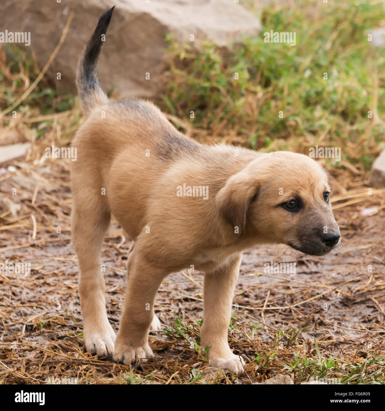 A brown puppy with a black muzzle is stretching its head forwards beside a pile of rocks, looking for something off camera; Kenya Stock Photo