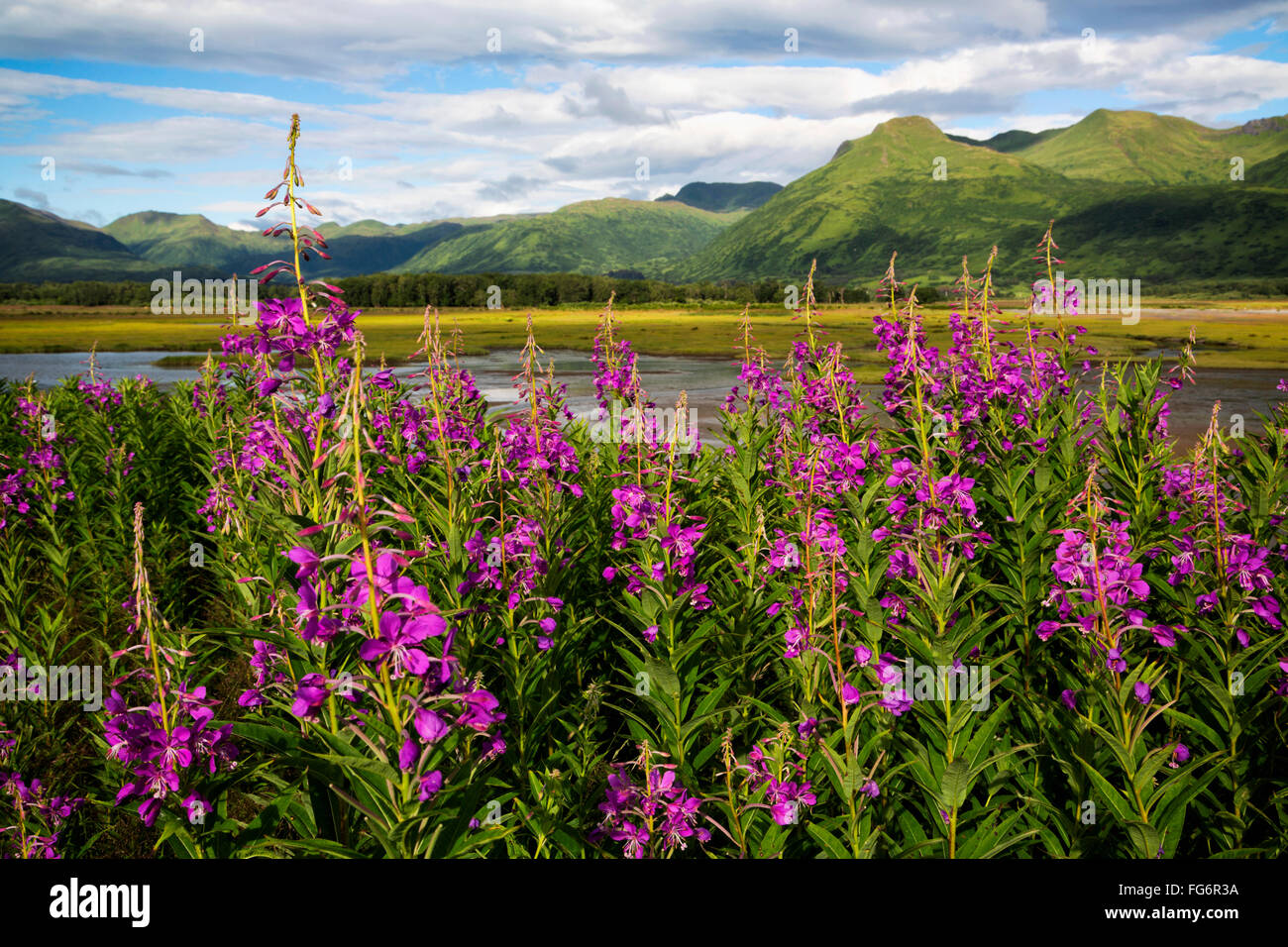Alaska kodiak flower hires stock photography and images Alamy