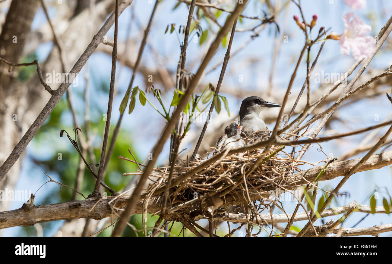 A nesting songbird native endemic to Cuba sits in a nest in the tree branches with hatchling baby birds waiting to feed; Varadero, Cuba Stock Photo