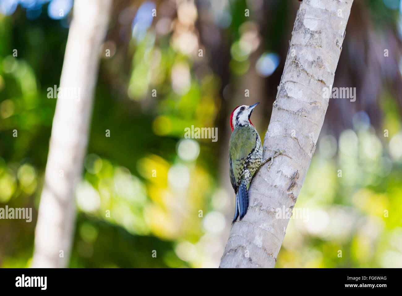 The endemic bird species Cuban green woodpecker (Xiphidiopicus percussus) perched on a palm tree trunk in its natural habitat outdoors; Varadero, Cuba Stock Photo