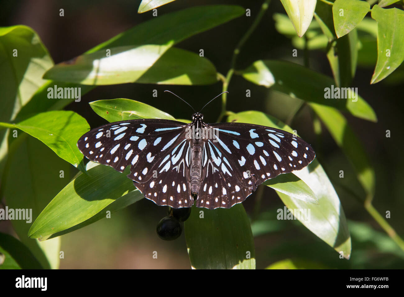 A black and blue butterfly resting on a leaf; Queensland, Australia