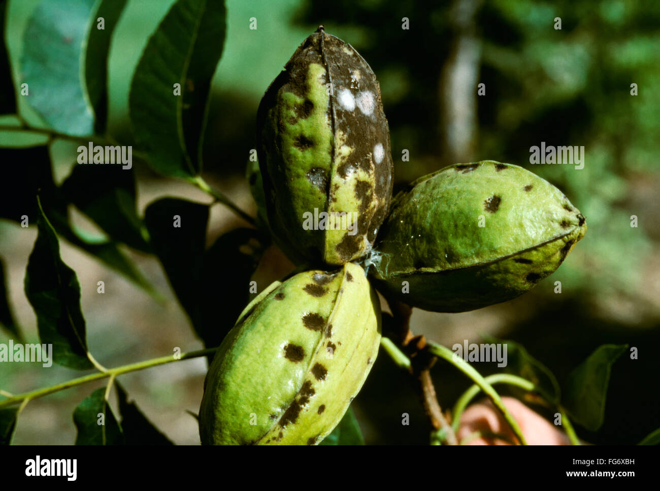 Pecan scab hires stock photography and images Alamy